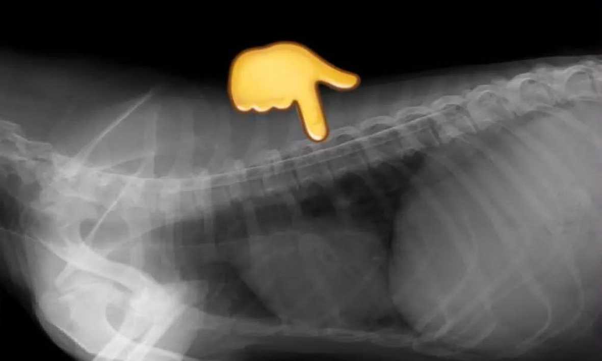 Diagnóstico por Imágenes