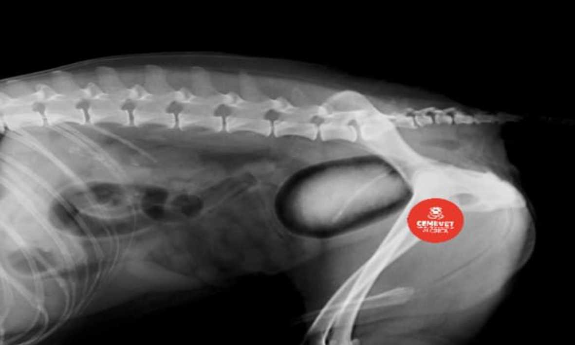 Diagnóstico por Imágenes